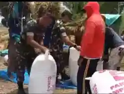 Panen Padi Tiba, Babinsa Ngrombo Ikut Turun Sawah Dampingi Petani Sukarmin