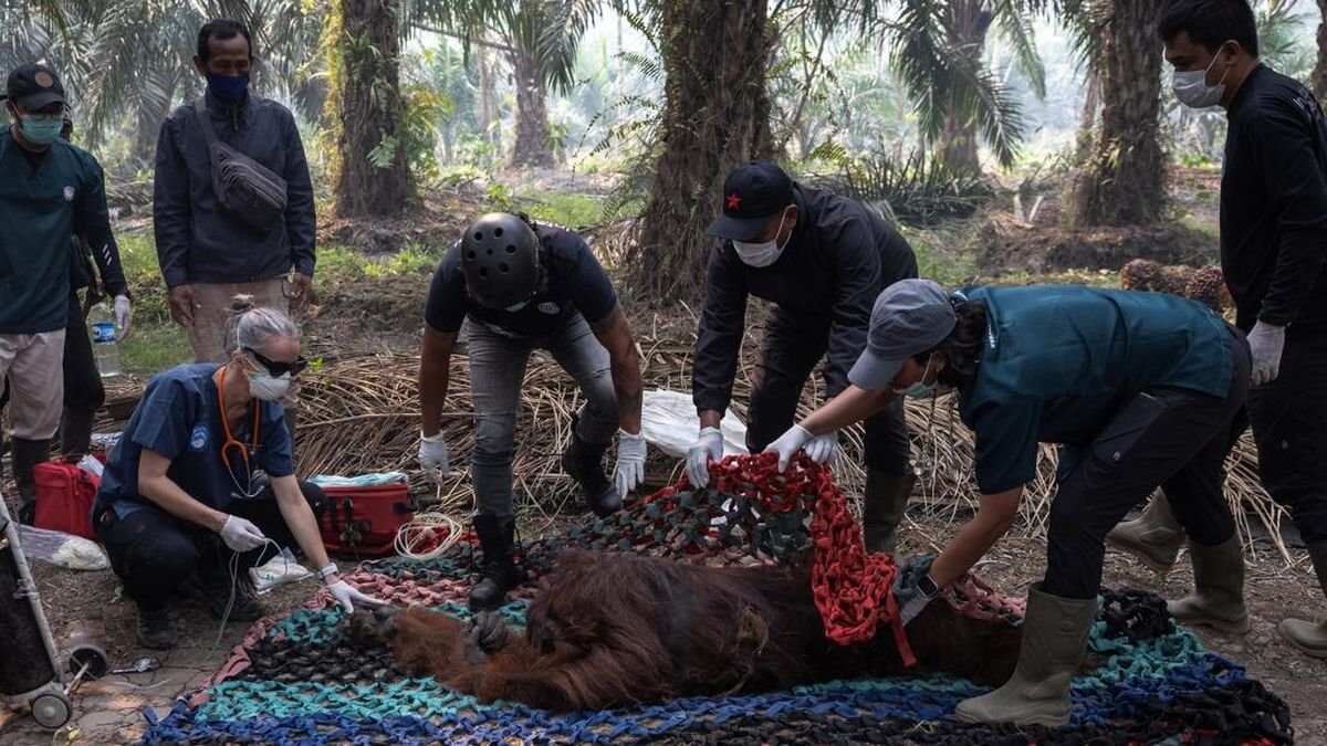 Kondisi Orang Utan yang Terpapar Asap Karhutla di Kalimantan