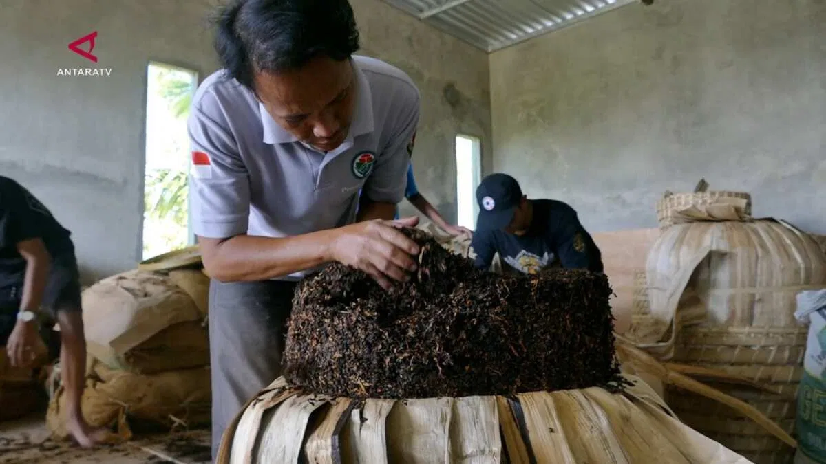 Panen Tembakau Srintil di Lereng Sumbing: Sebuah Keberhasilan Petani Temanggung