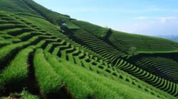 Pesona Terasering Panyaweuyan di Majalengka
