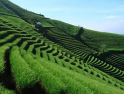 Pesona Terasering Panyaweuyan di Majalengka