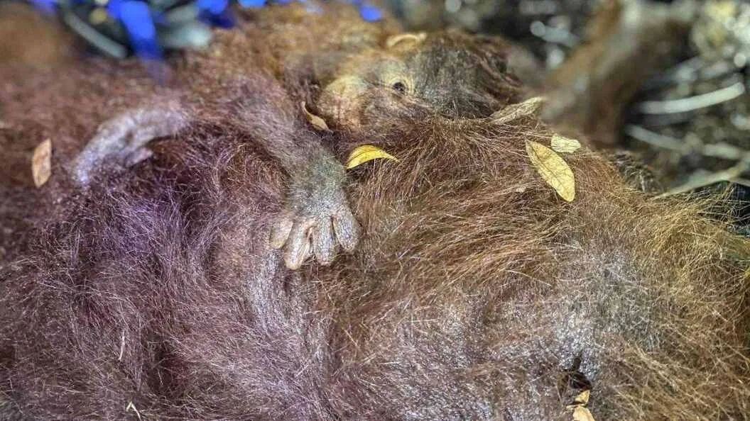 Menyelamatkan Orang Utan dari Kebakaran Hutan di Kalimantan