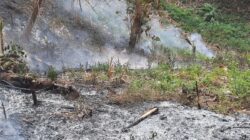 Kebakaran Hutan Dekat TPA Sarimukti: Dugaan Penyebab dan Upaya Pemadaman