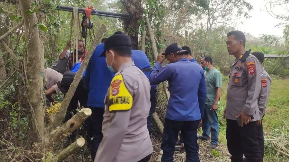 Kerbau Betina Terselamatkan dari Sumur Tua