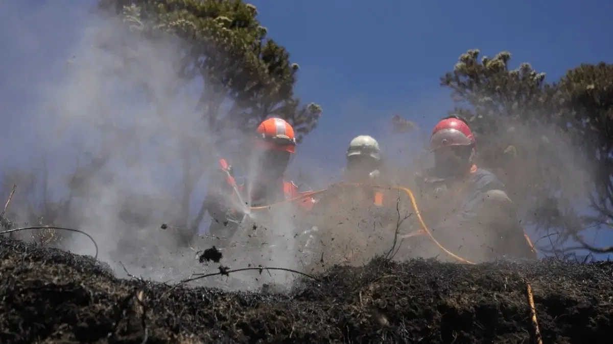 Kebakaran Hutan di Taman Nasional Bromo Tengger Semeru