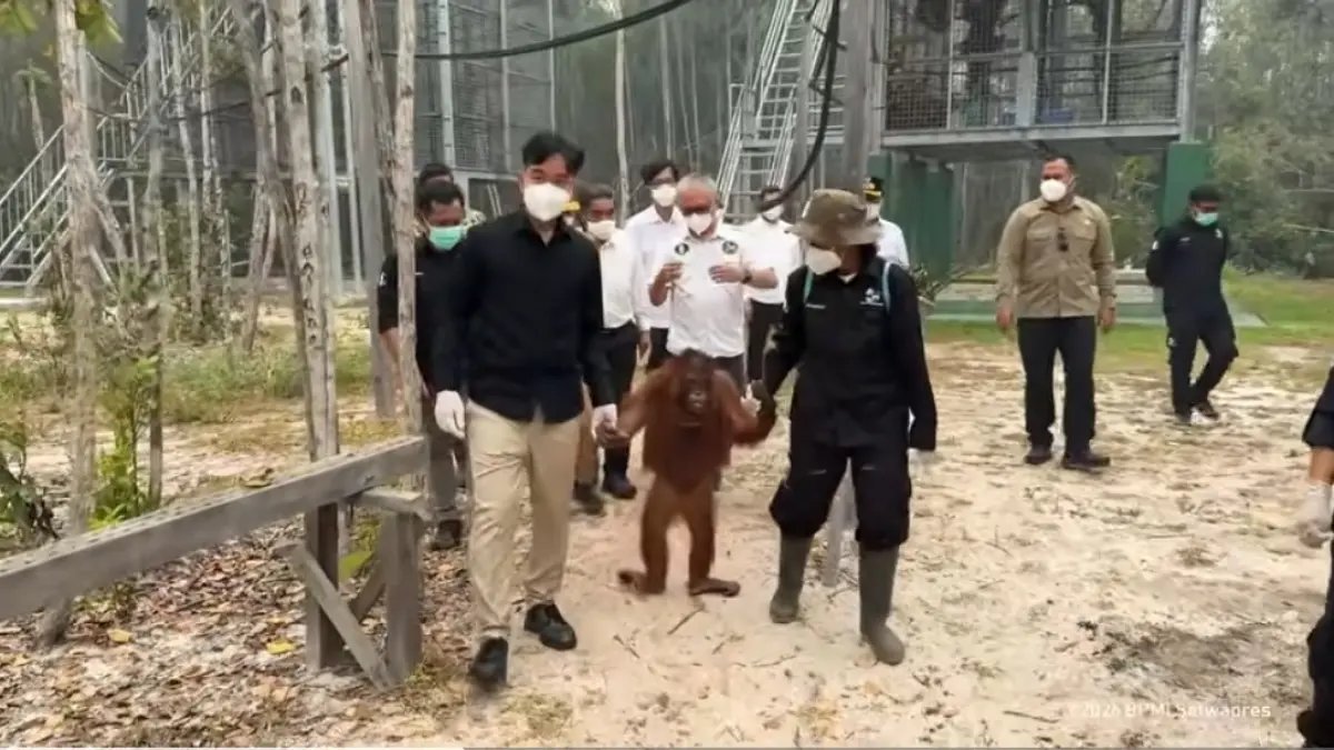 Perhatian Khusus untuk Orangutan di Tengah Kebakaran Hutan