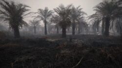 Perubahan Tren Hotspot Kebakaran Hutan dan Lahan di Indonesia