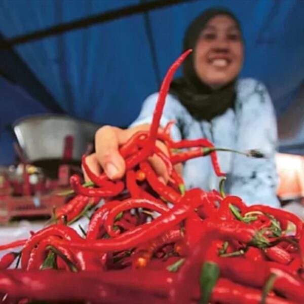 Strategi Pemerintah Menjaga Stabilitas Harga Cabai Rawit