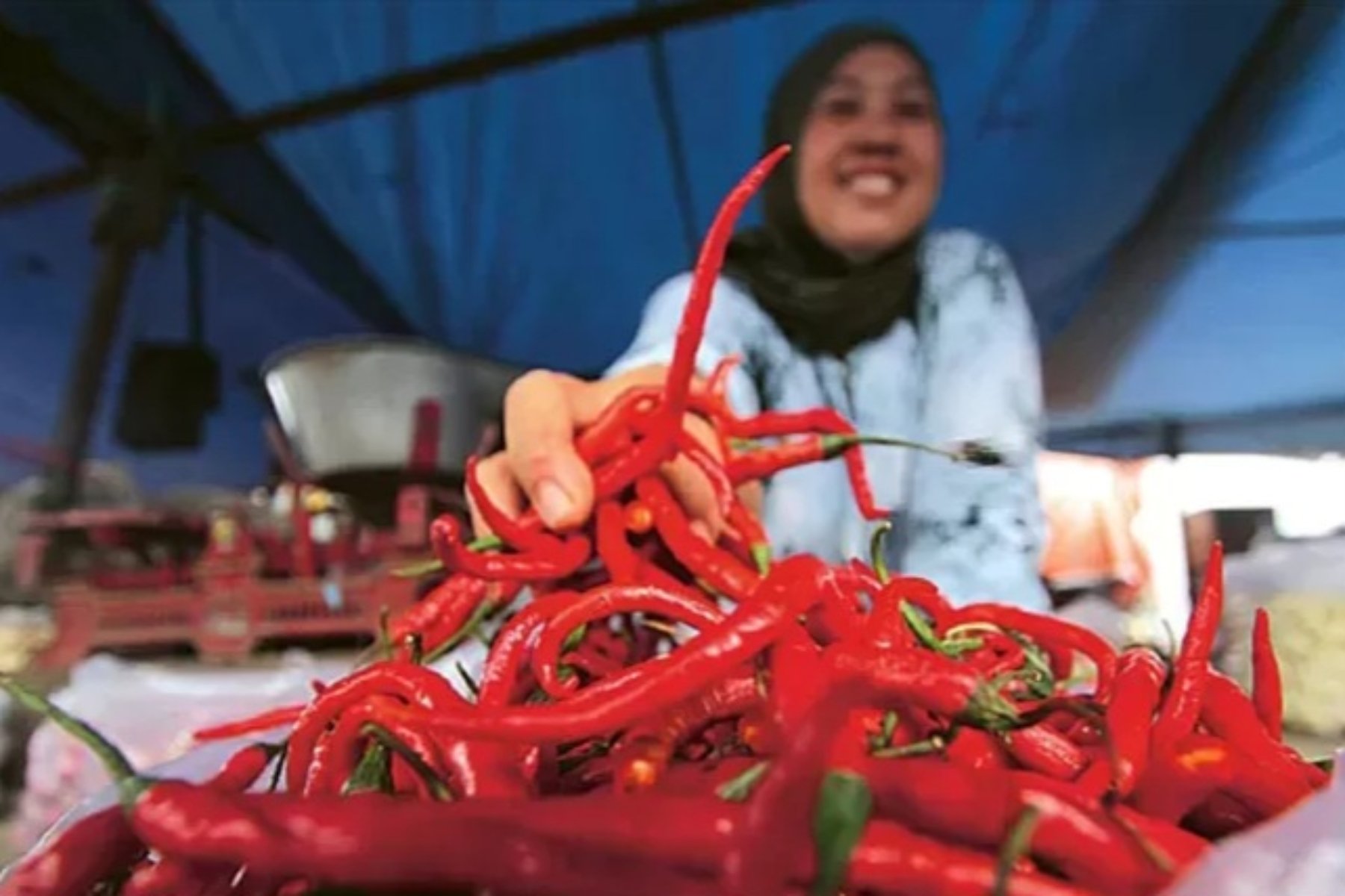 Strategi Pemerintah Menjaga Stabilitas Harga Cabai Rawit