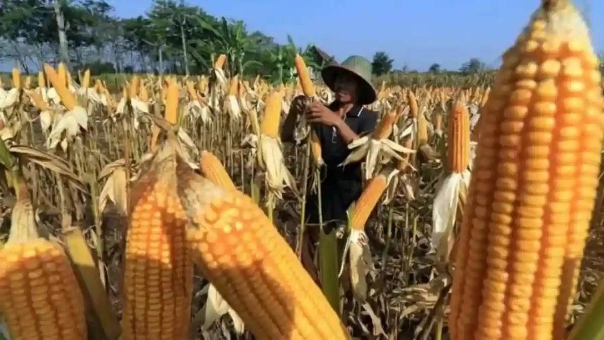 Dampak Kekeringan Terhadap Produksi Jagung di Jawa Timur