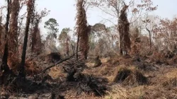 Titik Panas Karhutla di Jambi Menurun Signifikan