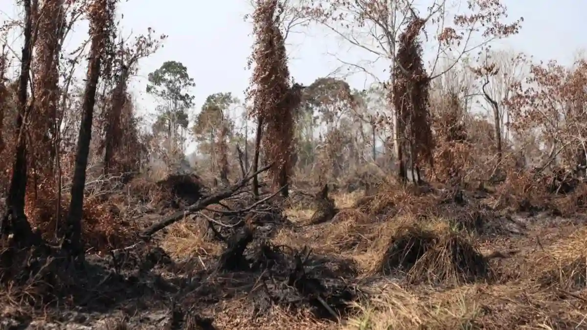 Titik Panas Karhutla di Jambi Menurun Signifikan