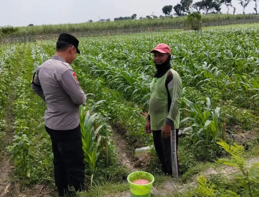 Polres Kediri Dorong Perawatan Jagung Besuk untuk Menjaga Produksi Pangan