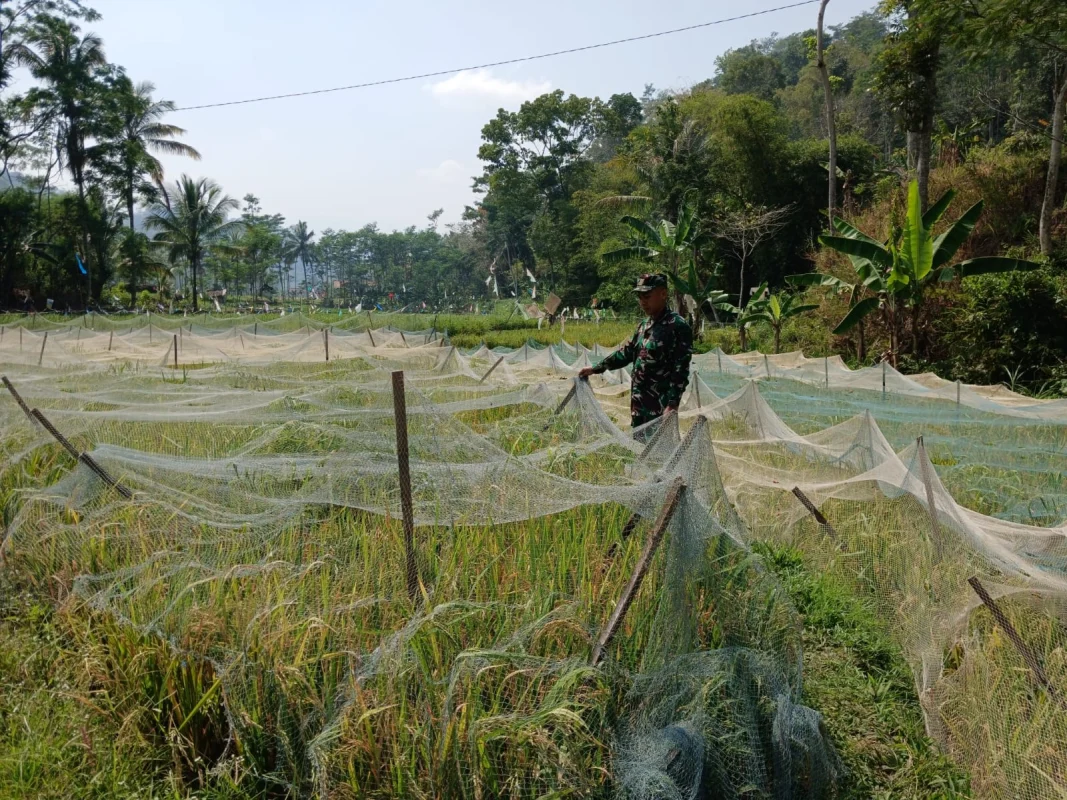 Koramil Tiris Dampingi Petani Rawat Tanaman Padi Dukung Ketahanan Pangan Nasional