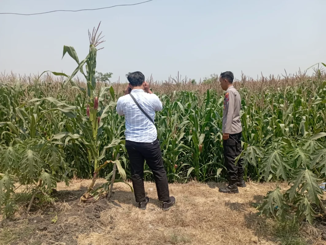 Polisi Pantau 6.000 Meter Persegi Lahan Jagung di Tongas Probolinggo