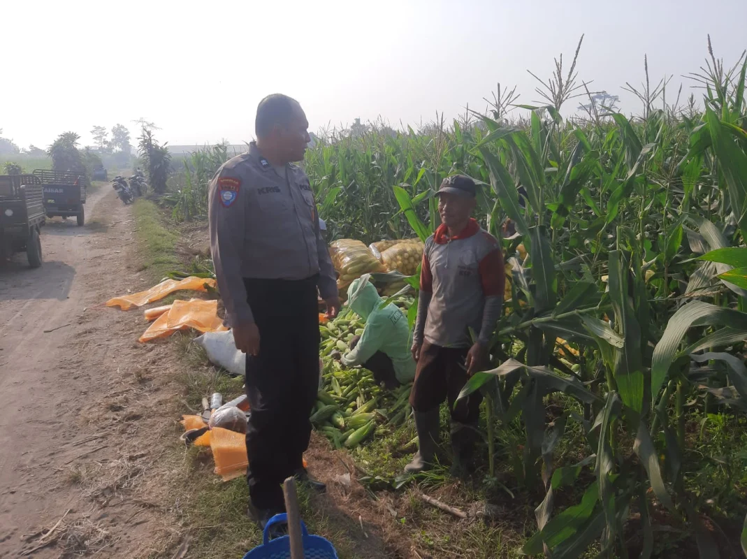 Perkuat Ketahanan Pangan, Polsek Wates Ikut Jaga Ritme Budidaya Jagung