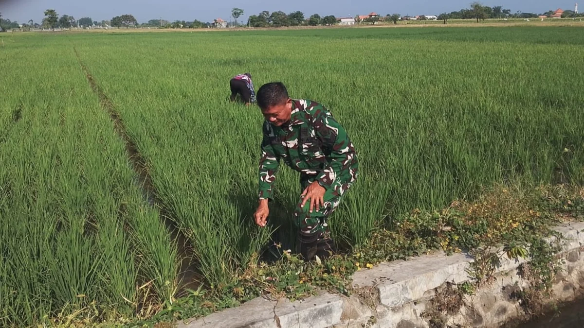 Dukung Ketahanan Pangan Nasional, Koramil Pajarakan Dampingi Perawatan Tanaman Padi di Probolinggo