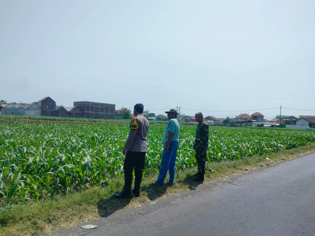 Polisi Pantau 1 Hektare Lahan Jagung di Kebonsari Wetan Probolinggo