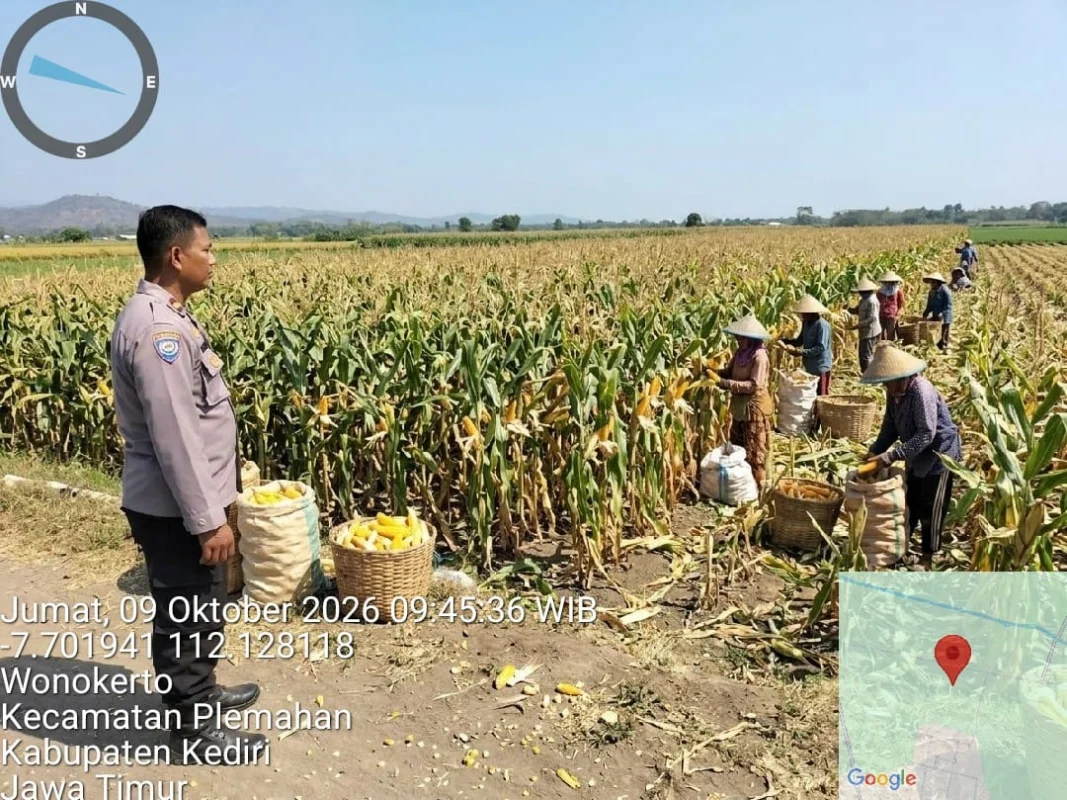 Polres Kediri Ikut Menggerakkan Nilai Ekonomi Hasil Panen Jagung BUMDes Wonokerto
