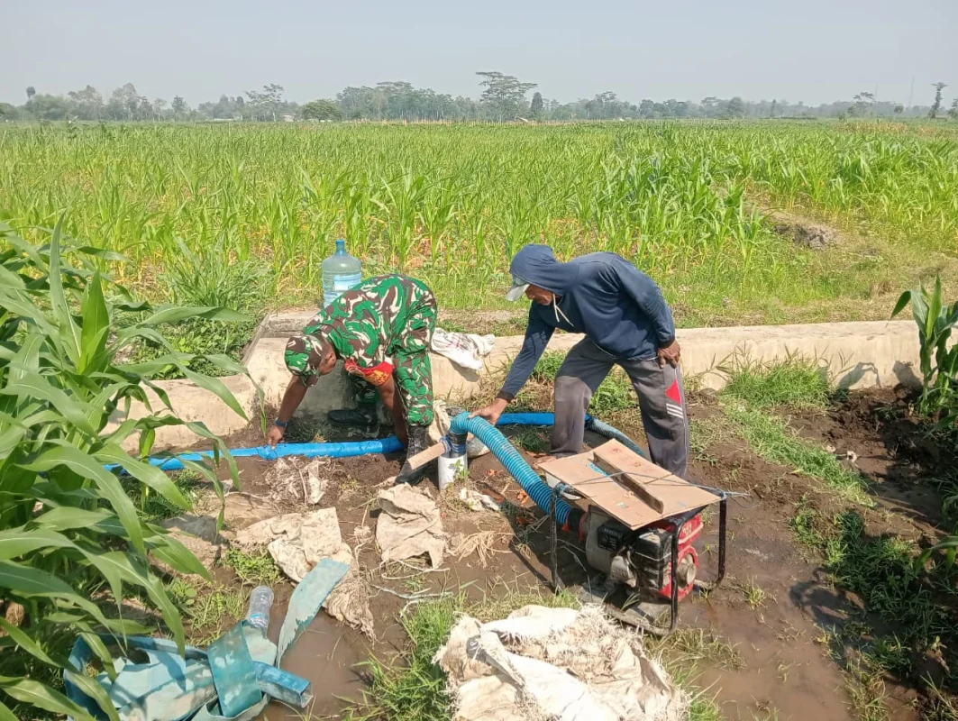 Dukung Hanpangan Lokal, Babinsa Koramil 0808/02 Garum Pendampingan Pengairan Tanaman Jagung Di Kelurahan Bence