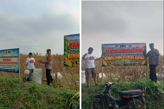 Panen Jagung BUMDes Kencong, Polsek Kepung Soroti Potensi Ekonomi Desa