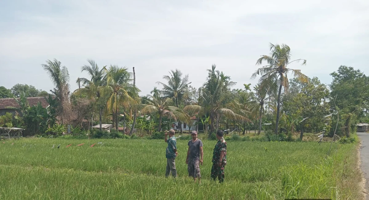 Dukung Ketahanan Pangan Nasional, Koramil Tegalsiwalan Dampingi Perawatan Tanaman Padi