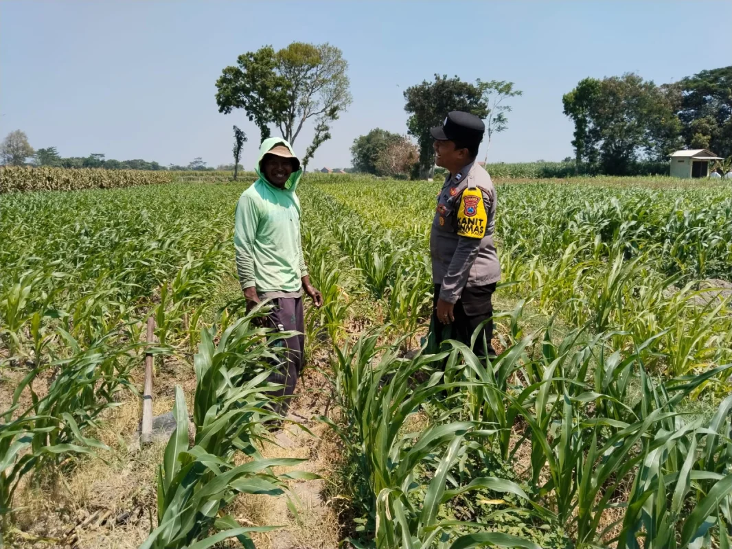 Dukung Ketahanan Pangan, Polsek Pagu Dorong Ketepatan Penanganan Tanaman Jagung