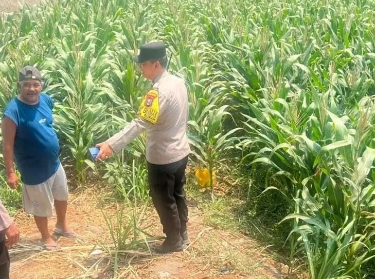 Polres Kediri Dorong Budidaya Jagung Lebih Optimal di Tingkat Desa