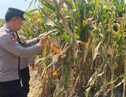 Polsek Gurah Bantu Tangani Pascapanen Jagung BUMDes Sumbercangkring