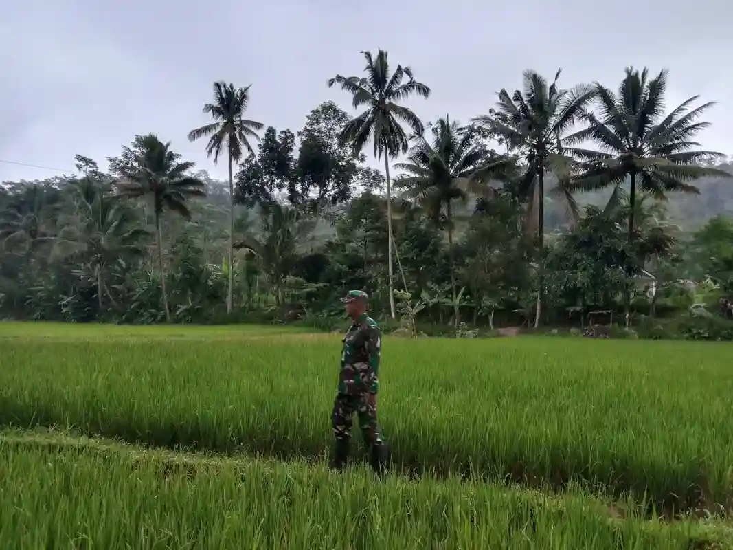 Dukung Ketahanan Pangan Nasional, Koramil Pajarakan Dampingi Perawatan Tanaman Padi