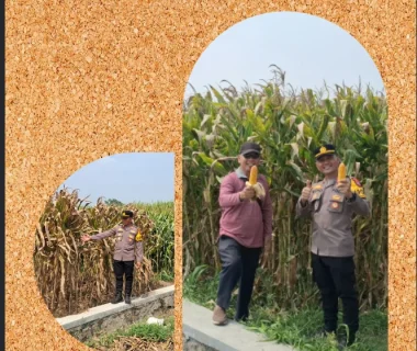 Dukung Ketahanan Pangan, Polsek Kandat Kawal Hasil Panen Jagung di Sumberejo