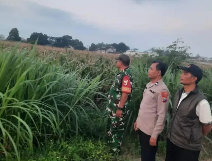 Perkuat Ketahanan Pangan, Polsek Gurah Dampingi Panen hingga Penjualan Jagung BUMDes Wonojoyo