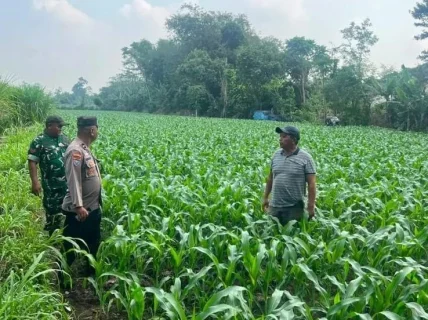 Panen Jagung BUMDes Tiru Lor Libatkan Petani, Polres Kediri Dukung Ketahanan Pangan