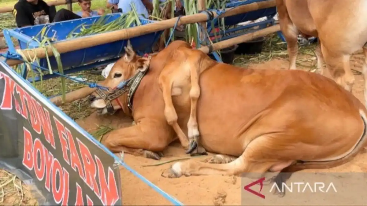 Sapi Madura Berkaki Enam dari Boyolali Menang Kelas Unik di Bogor