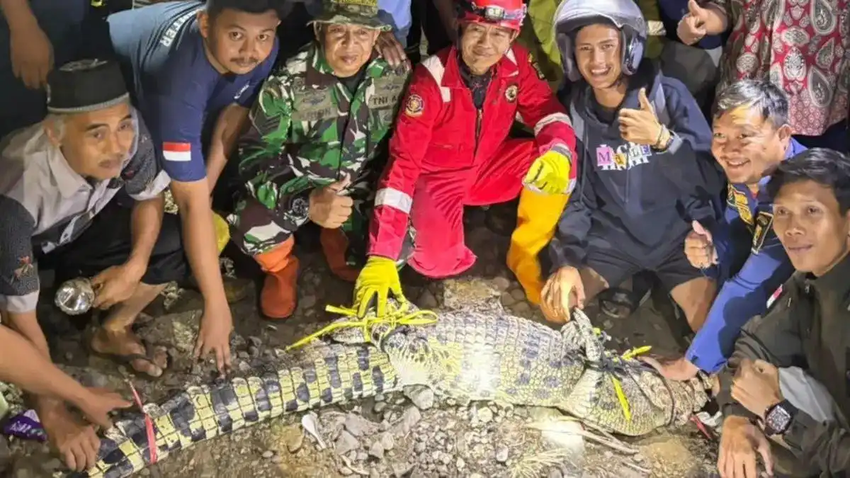 Buaya Muara Kembali Muncul di Cimandiri, Sukabumi: Satu Dievakuasi, Satu Diduga Masih Berkeliaran