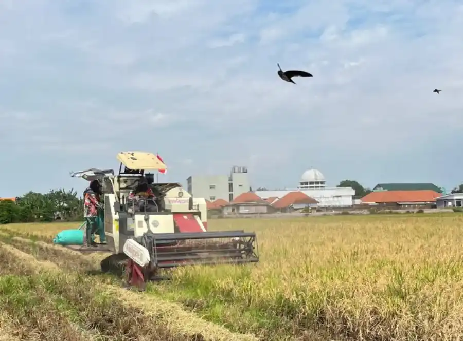 Bulog Kediri Catat Penyerapan Gabah Petani Mencapai 107,87 Persen pada Awal Oktober 2026