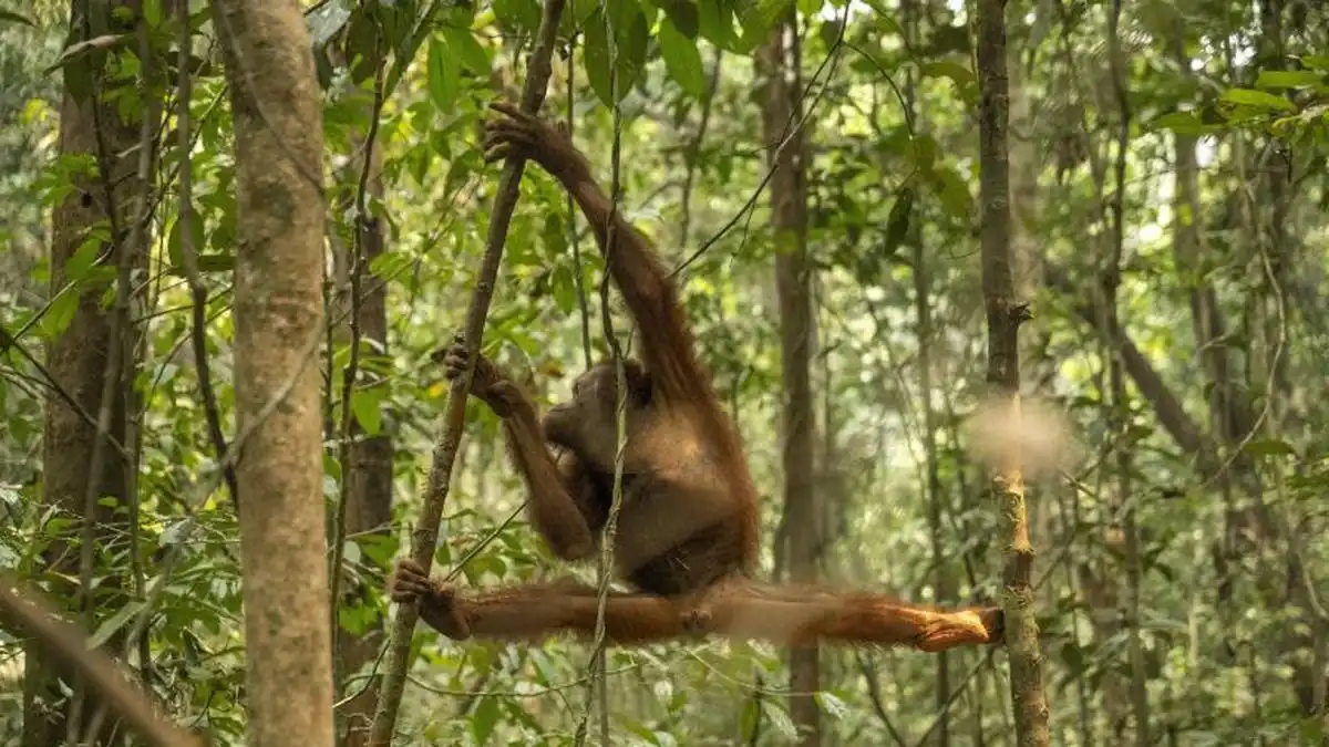 Evakuasi dan Masa Depan 46 Orangutan Korban Karhutla di Kalimantan Barat