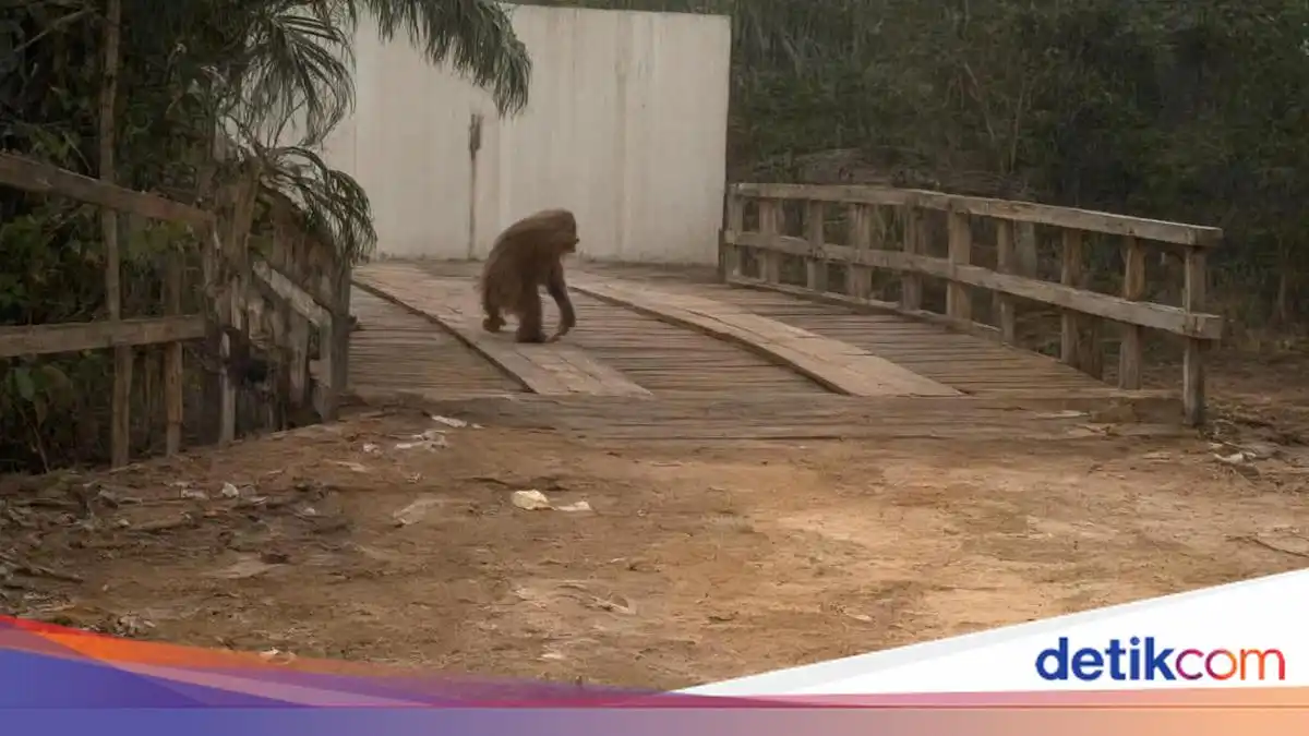 Orang Utan Keluar ke Jalan di Kalteng Setelah Habitatnya Terbakar