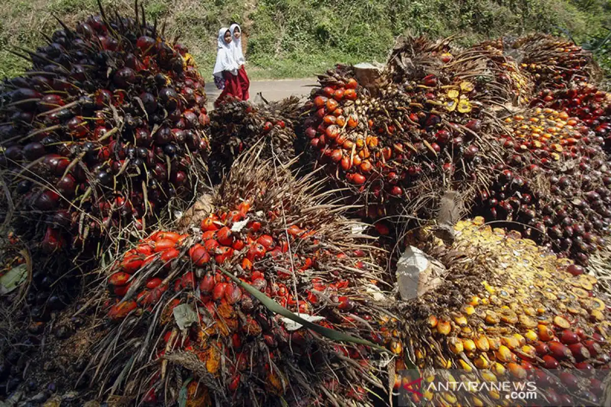 Peluang Besar Sawit Indonesia Didorong Masuk ke Tahap Hilirisasi