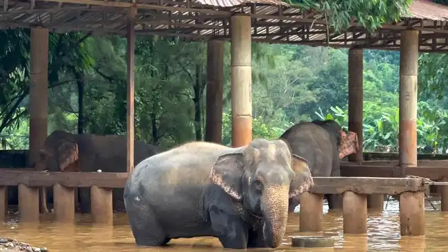 Jejak Alexander: Ketika Bangkai Gajah Mengubah Ekosistem Afrika