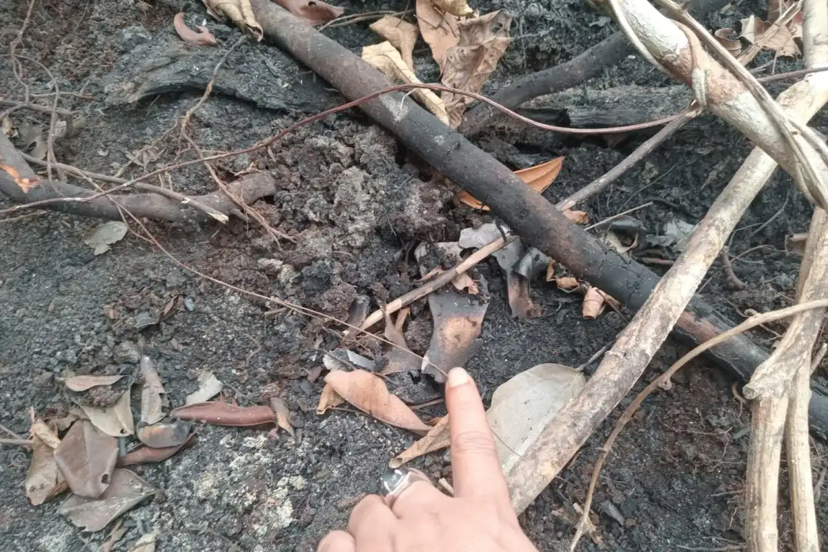 Penyelidikan Temuan Tengkorak Diduga Orangutan di Area Sawit Ketapang