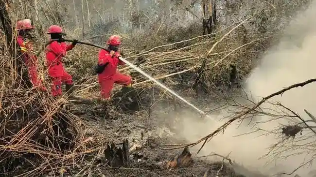 Kebakaran di Konsesi Kencana Agri Berujung Penyelidikan, Perusahaan Sampaikan Bantahan