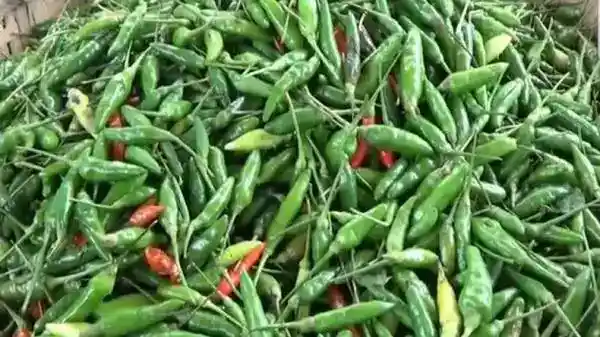Harga Pangan Nasional Turun pada Awal Pekan, Cabai Rawit Hijau Merosot 49,27 Persen