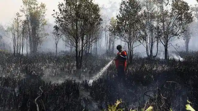 Pemerintah Telusuri Keterlibatan 97 Korporasi dalam Kebakaran Hutan dan Lahan