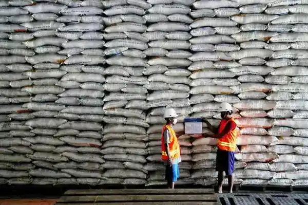 Produksi Pangan Menguat, Penyerapan Beras Bulog Lampaui Target