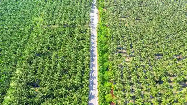 CPO Menguat ke MYR4.816 per Ton, Ekspor dan Biodiesel Jadi Penopang