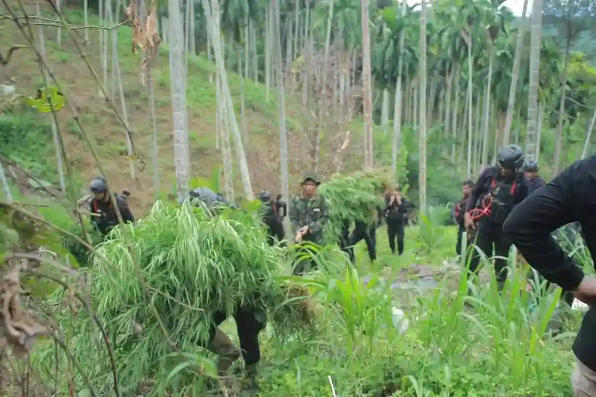 Ladang Ganja Seluas 18 Hektare Terungkap di Aceh Utara, Empat Orang Diamankan