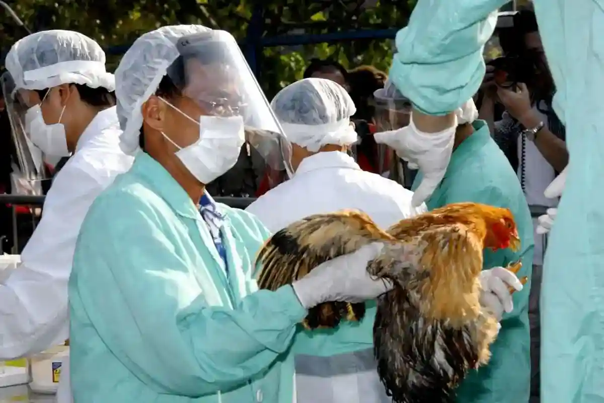 Hong Kong Hentikan Sementara Impor Unggas dari Wilayah Terdampak H5N1